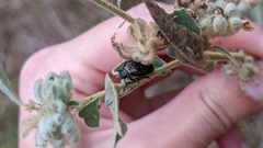 Orsilochides guttata