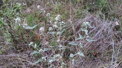 Orsilochides guttata