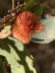 Andricus crystallinus