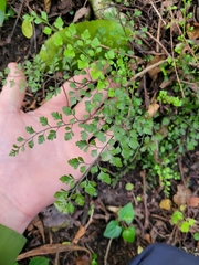 Asplenium hookerianum