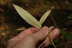 Astrotricha umbrosa