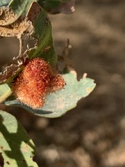 Andricus crystallinus