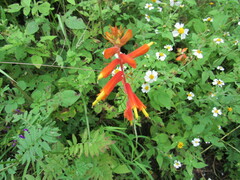 Castilleja tenuifolia