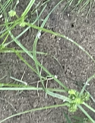 Cyperus erythrorhizos