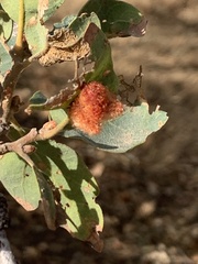 Andricus crystallinus