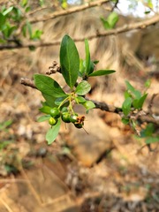 Pavetta gardeniifolia