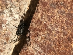 Nyssus coloripes