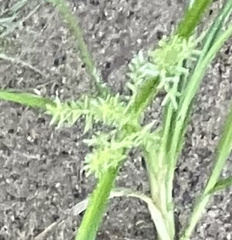 Cyperus erythrorhizos