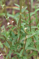 Froelichia floridana campestris