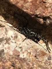 Nyssus coloripes