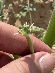 Triteleiopsis palmeri