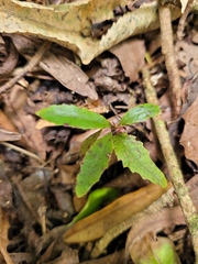 Elaeocarpus dentatus