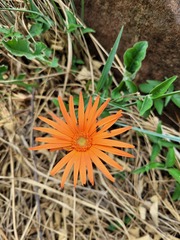 Gerbera jamesonii