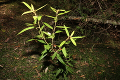 Astrotricha umbrosa