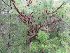 Pseudosmodingium perniciosum