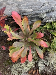 Micranthes petiolaris