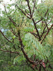 Pseudosmodingium perniciosum