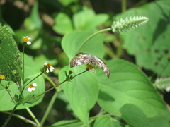 Chiomara