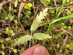 Rubus schmidelioides