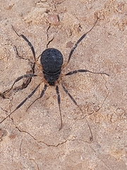 Eumesosoma