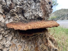 Inonotus