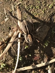 Artoriopsis