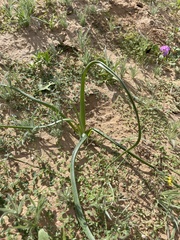 Triteleiopsis palmeri