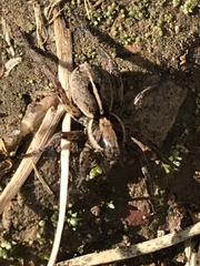 Artoriopsis