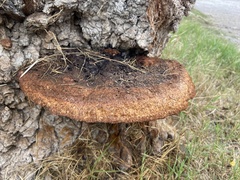 Inonotus