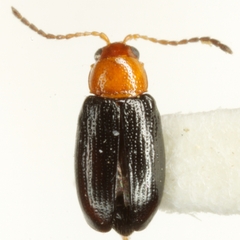 Dysphenges secretus