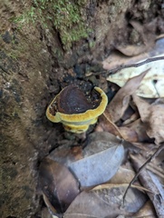 Phylloporia