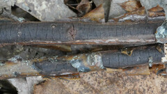 Diatrype decorticata