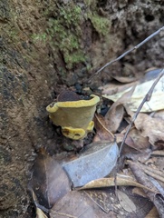Phylloporia
