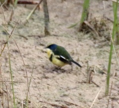 Tachuris rubrigastra