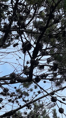 Pinus contorta bolanderi