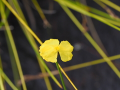 Xyris juncea