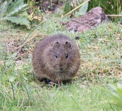 Cavia
