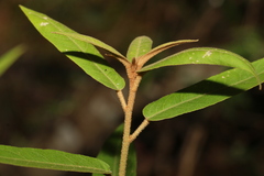 Astrotricha umbrosa