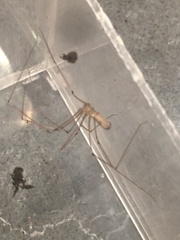 Pholcus phalangioides