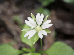 Nubelaria diversiflora
