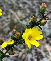 Hibbertia sericea