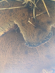 Inonotus