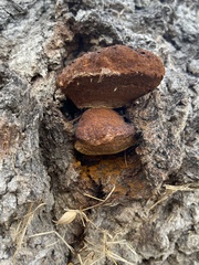 Inonotus