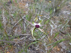 Caladenia parva
