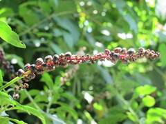 Phytolacca