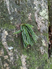 Podochilus khasianus