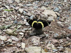 Papilio garamas garamas
