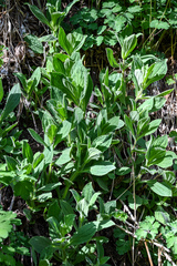 Erythranthe cardinalis