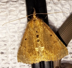 Hypena bijugalis