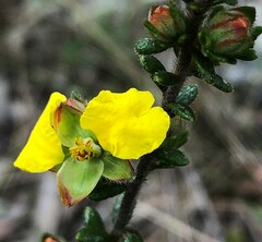 Hibbertia sericea